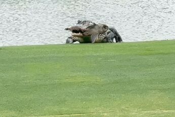 Een echte natuurfilm: alligator heeft een lekker hapje te pakken op golfbaan