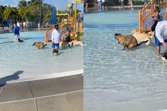 Hoppa, zwembad kan al het water verversen, want hond legt een verse drol neer