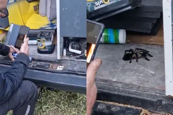 Tijdens verhuizen van koelkast in busje duikt ineens ontsnapte vogelspin op