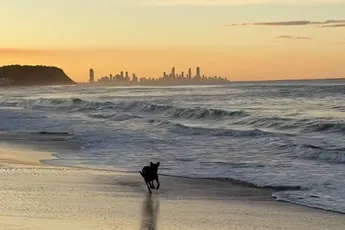 Met je hondje over het prachtige strand van Palm Beach wandelen