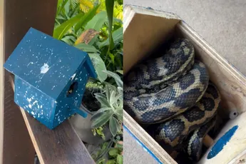 Vogelhuis leek een goed idee tot een typische Australische kraker het huisje overnam