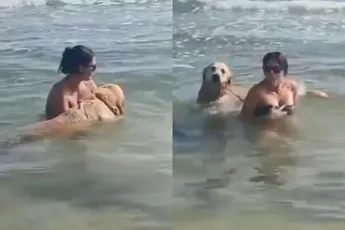 Nog een goede reden om een Golden Retriever te overwegen