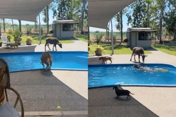 Kleine onhandige buffel laat een cadeau achter in het zwembad