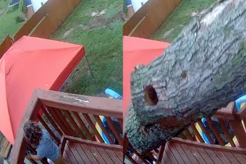 Klein ventje komt heel goed weg als boom omvalt in achtertuin in Cincinnati