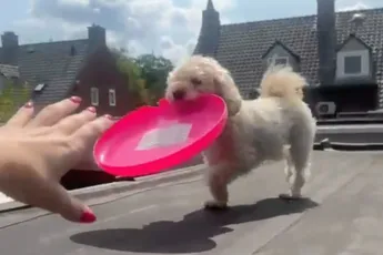 Hondje Joy verandert in vogel en neemt vliegles
