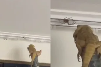 De baardagaam wordt je volgende huisdier, als je bang bent voor spinnen