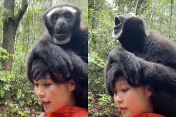 Maak je wandeling 900 keer leuker met dit Gibbon-wandelmaatje