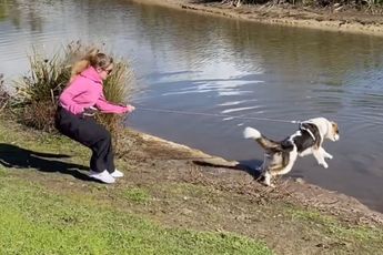 Hond is toch wel heel erg geïnteresseerd in een zwarte zwaan...