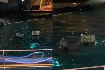 Gezellig dagje Dolfinarium: dolfijnenshow verstoord door dierenactivisten