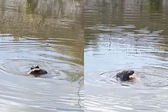 Zeehond in binnenstad van Gent heeft karper gevangen