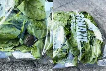 Lekker, vers ingrediënt in de spinazie van AH: een kikker