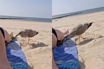 Rowena krijgt op het strand een bezoekje van haar nieuwe vriend