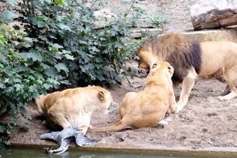 Video van leeuwen die reiger opjagen in Artis gaat weer rond