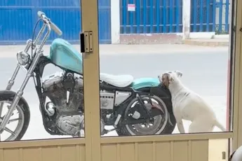 Hondje gaat wel heel lekker op achterzijde van motorfiets