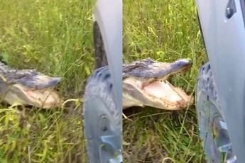 Alligator had het even helemaal gehad met bumper en gaat over op slopen