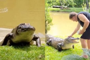 Florida Man heeft geen hond, hij heeft een gigantische alligator