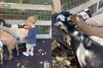 Let een beetje op met wat je zegt tijdens een bezoek aan de kinderboerderij