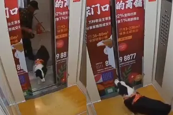 Waarom de lift en de hond soms niet lekker samen gaan