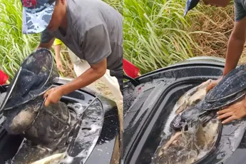 Tesla: ook superhandig als je de vis vers wilt houden