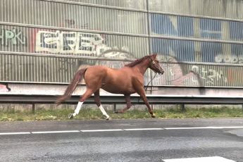 Geschrokken paard loopt op snelweg A12 in Rotterdam