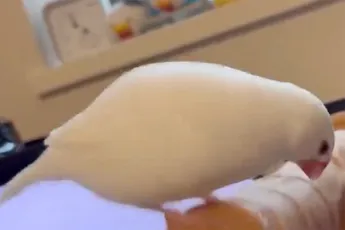 Vogel heeft een wel heel speciaal speeltje gevonden