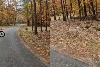 Wolf niet bang en wandelt op zijn gemak op wielrenners af