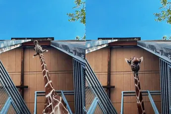 Giraffen zorgen voor mooie beelden na laten vallen telefoon