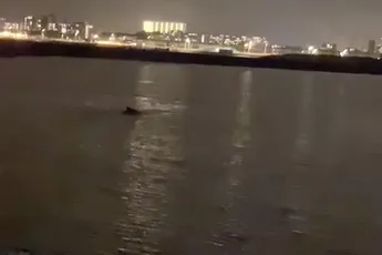 Vissâhs weite ut zeikâh: spotten heuse walvis bij de pier in Scheveningen