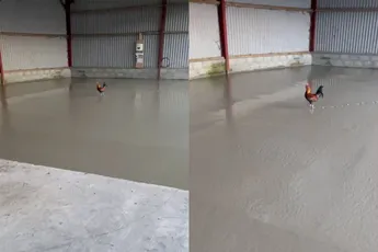 ‘Wat eten we morgen?’ Kip! Want deze heeft het dik verknald bij de baas