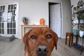 Hond denkt slim te zijn, kat is slim