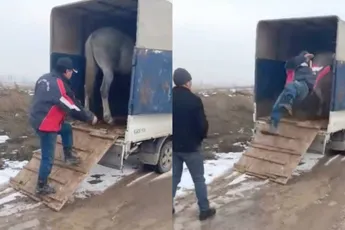 Paard heeft geen zin in transport en geeft medewerker een trap