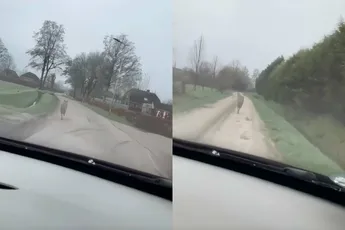 Automobilist jaagt wolf op: "Niet aanrijden, dat is zonde van mijn auto"