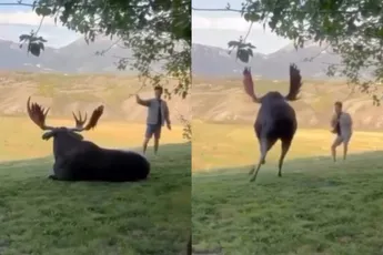 Domme toerist komt heel goed weg na dwaas gedrag tegenover eland in Jackson Hole