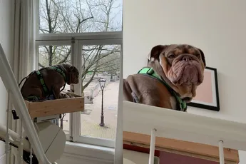 Gwen van Poorten laat zien hoe virale sensatie hond Eddie naar beneden gaat