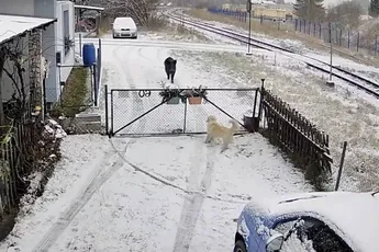 Wild zwijn sloopt hek en valt hond aan in Tsjechië