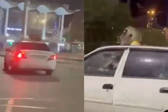 Russische wasberen doen liefdesdansje op rijdende taxi