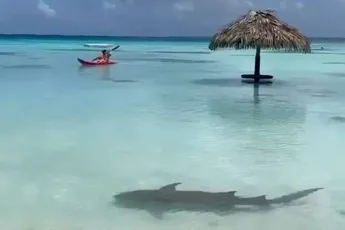 Frans-Polynesië is anders, zeker haai-technisch