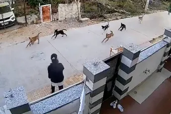 Jongedame aangevallen door roedel zwerfhonden in India