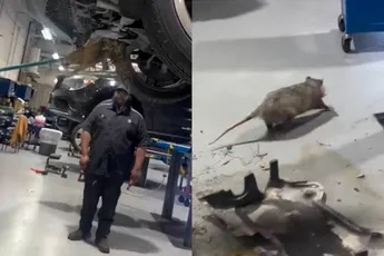 Garage in rep en roer wegens possum die onder motorkap is gaan wonen