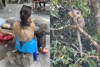 Brutale aapjes in Thailand hebben honger