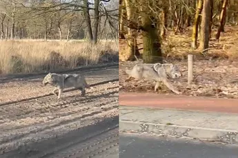 Wolf loopt een ommetje door dorp Harskamp in Gelderland