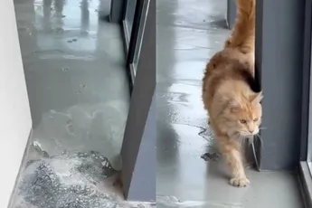 Nog maar weer eens een reden om nooit aan een kat te beginnen