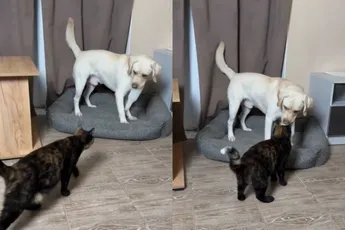 Het komt maar zelden voor, maar dit is een kat die mag blijven