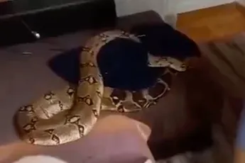 Russische vrouw bijna gewurgd door haar eigen huisdier: drie meter lange boa