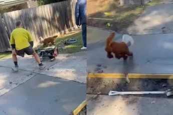 Billy de Goldendoodle wordt geen vrienden met de betonploeg