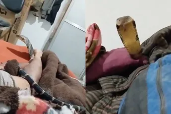 Indiër blijft ijskoud terwijl King Cobra door zijn bed heen kruipt