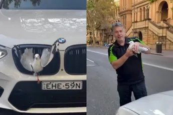 Meeuw komt vast te zitten in de ‘longen’ van Aussie BMW