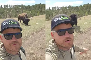 Toerist denkt dat bizons knuffeldieren zijn, leert binnen 3 seconden dat ze 65 km/u kunnen
