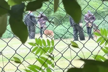 Beelden opgedoken dat ze politiehonden in Nieuwkuijk trainen met een elektrische vliegenmepper