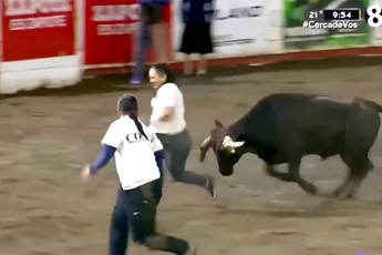 Domme dingen doen is domme prijzen pakken: vrouw krijgt wedgie van een stier